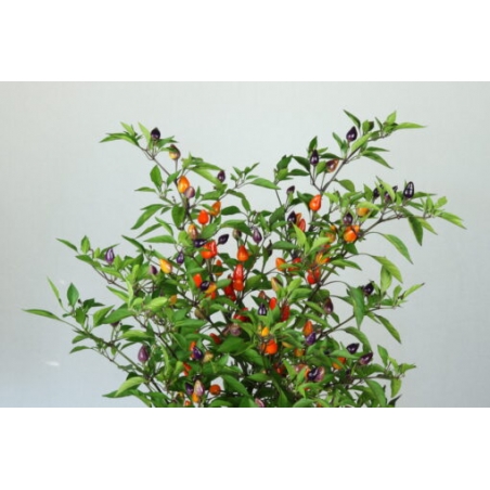 Greendoor Bolivian Rainbow –  Chili Samen