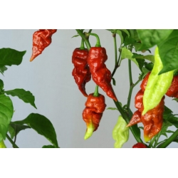 Greendoor Brown Bhutlah – Chili Seeds
