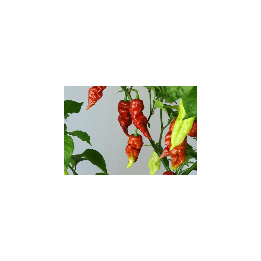 Greendoor Brown Bhutlah – Chili Seeds