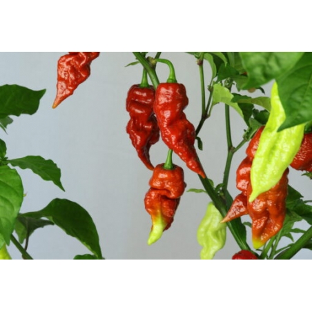 Greendoor Brown Bhutlah –  Chili Samen