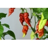 Greendoor Brown Bhutlah –  Chili Samen
