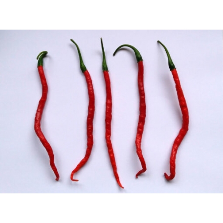 Greendoor Cabe Keriting – Graines de piment
