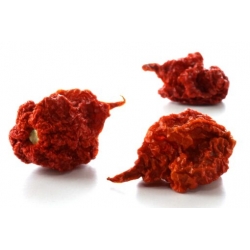 Greendoor Carolina Reaper Red – Graines de piment