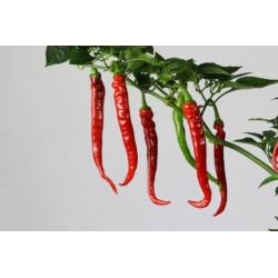 Greendoor Cayenne Long Slim – Graines de piment