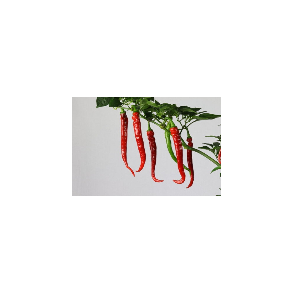 Greendoor Cayenne Long Slim – Chili Seeds