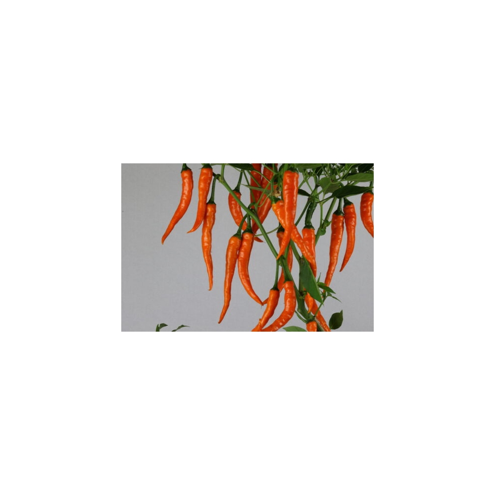 Greendoor Cayenne Orange –  Chili Samen