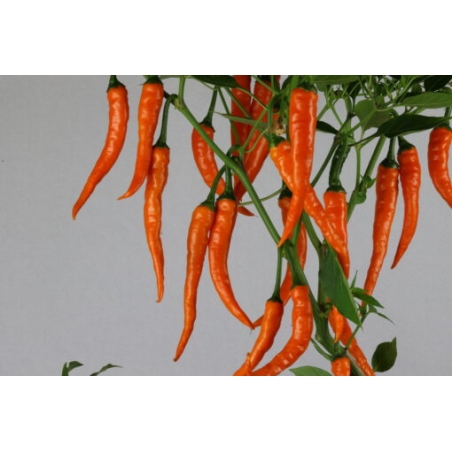 Greendoor Cayenne Orange –  Chili Samen
