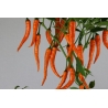 Greendoor Cayenne Orange – Chili Seeds