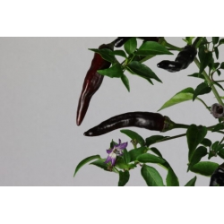 Greendoor Cayenne Purple –  Chili Samen