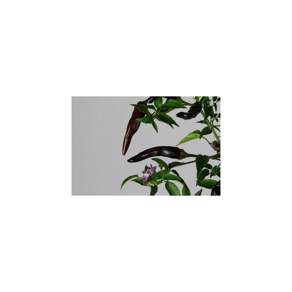 Greendoor Cayenne Purple –  Chili Samen