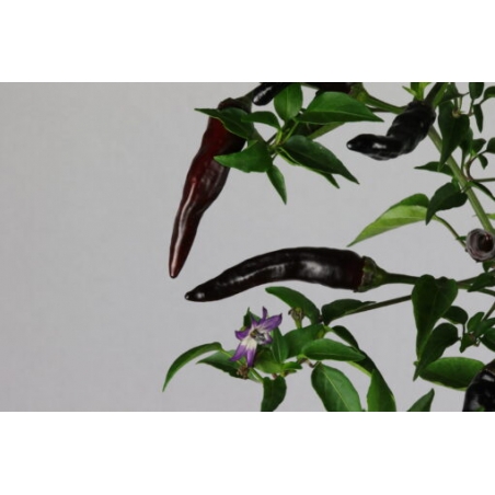 Greendoor Cayenne Purple – Graines de piment