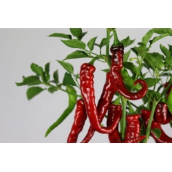 Greendoor Cayenne Thick –  Chili Samen