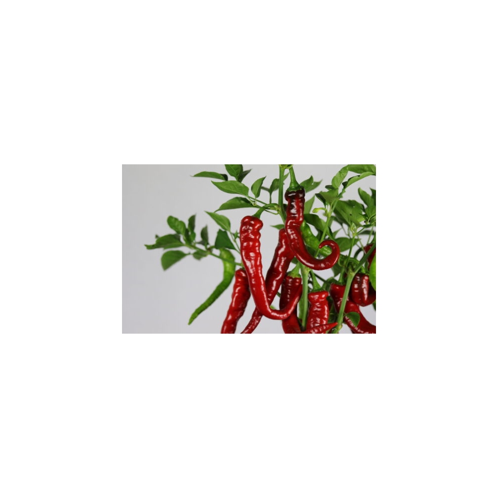 Greendoor Cayenne Thick – Graines de piment