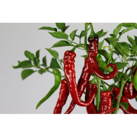 Greendoor Cayenne Thick – Graines de piment
