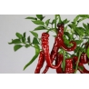 Greendoor Cayenne Thick – Chili Seeds