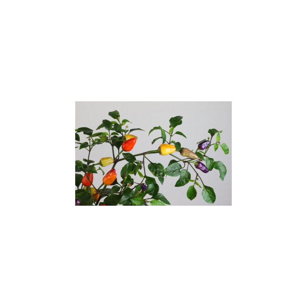 Greendoor Chinese 5 Color – Graines de piment