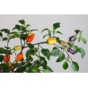 Greendoor Chinese 5 Color – Chili Seeds