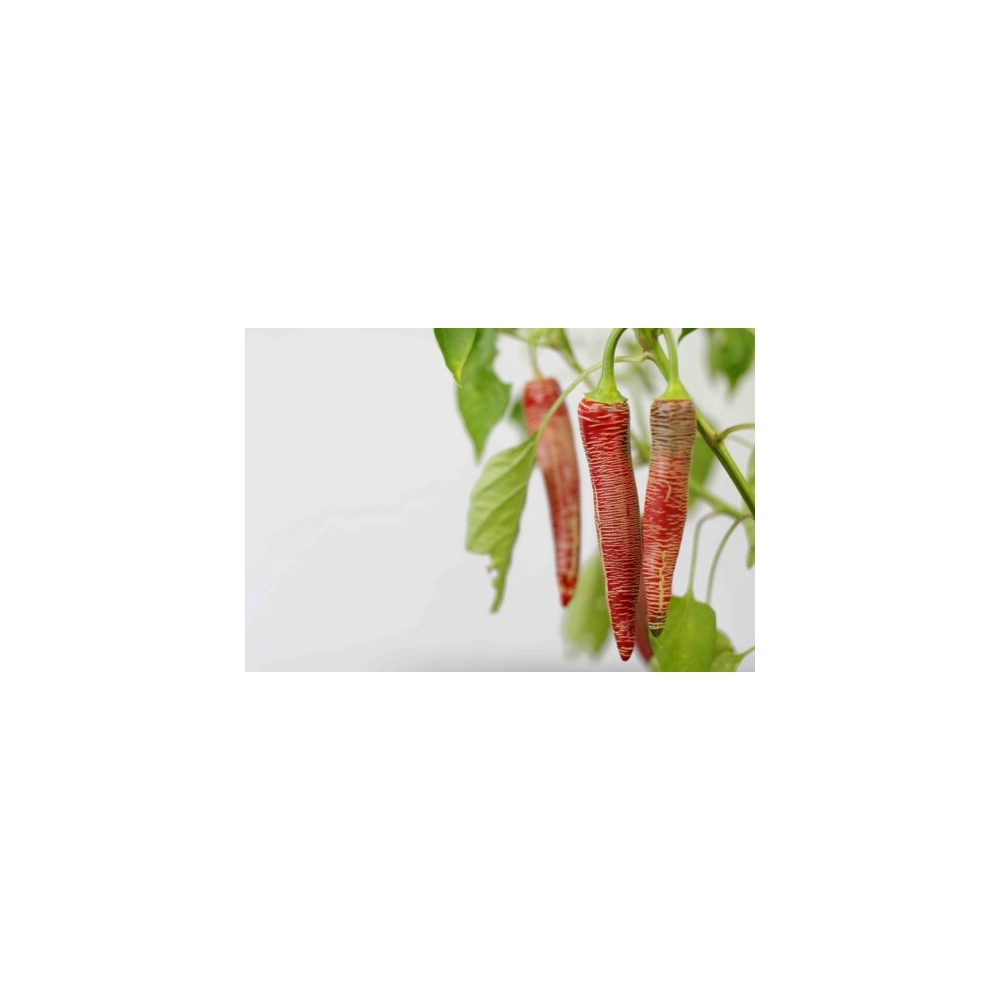 Greendoor Elefant (Vezena Piperka) –  Chili Samen