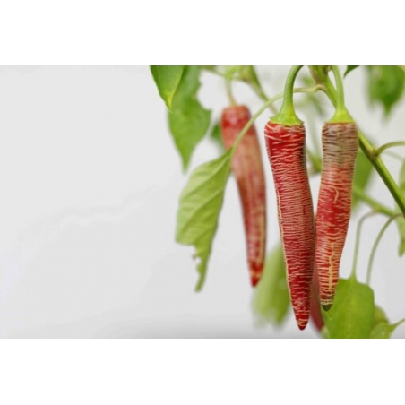 Greendoor Elefant (Vezena Piperka) – Chili Seeds