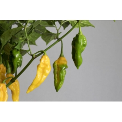 Greendoor Fatalii –  Chili Samen