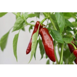 Greendoor Guajillo–  Chili Samen