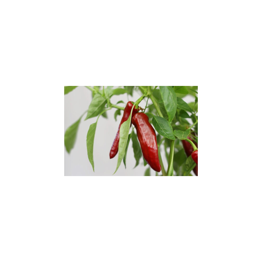 Greendoor Guajillo–  Chili Samen