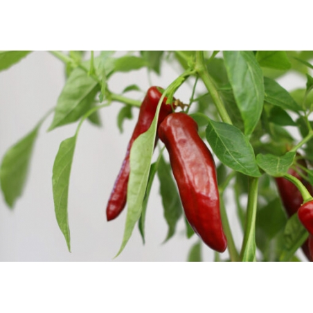 Greendoor Guajillo – Chili Seeds