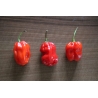 Greendoor Habanero Caribbean Red – Chili Seeds