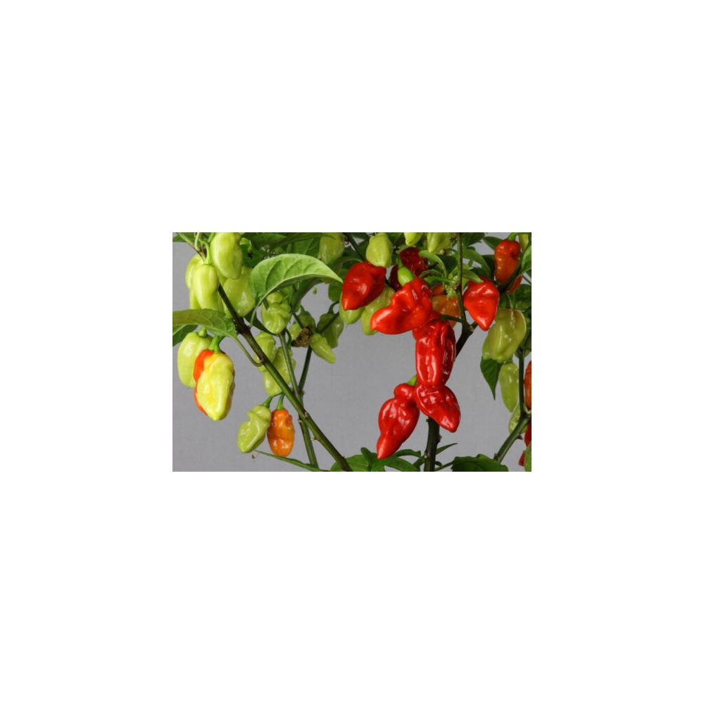 Greendoor Habanero Tobago Seasoning – Chili Seeds