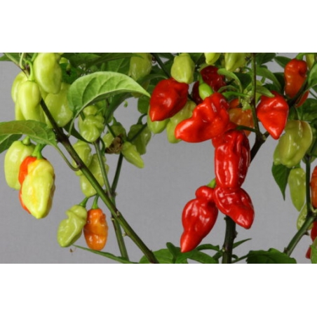 Greendoor Habanero Tobago Seasoning – Graines de piment