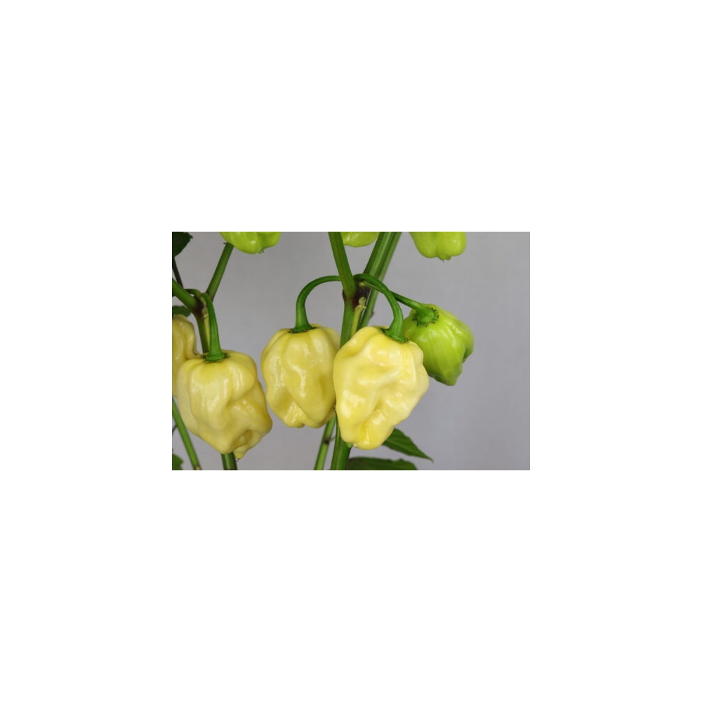 Greendoor Habanero White Giant - Graines de piment