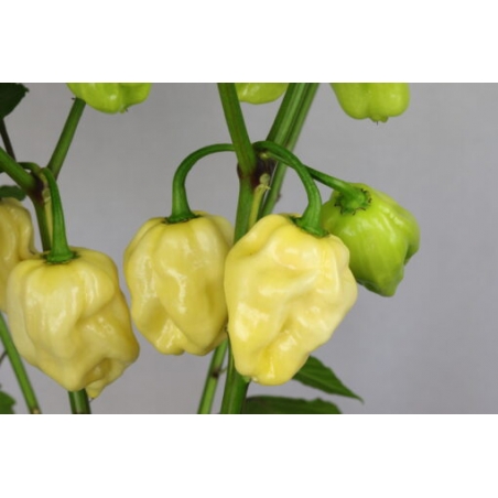 Greendoor Habanero White Giant –  Chili Samen