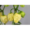 Greendoor Habanero White Giant - Graines de piment