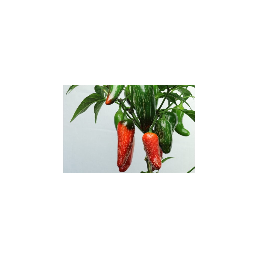 Greendoor Jalapeño M – Graines de piment