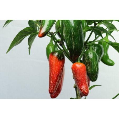 Greendoor Jalapeño M – Chili Seeds
