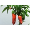Greendoor Jalapeño M – Graines de piment