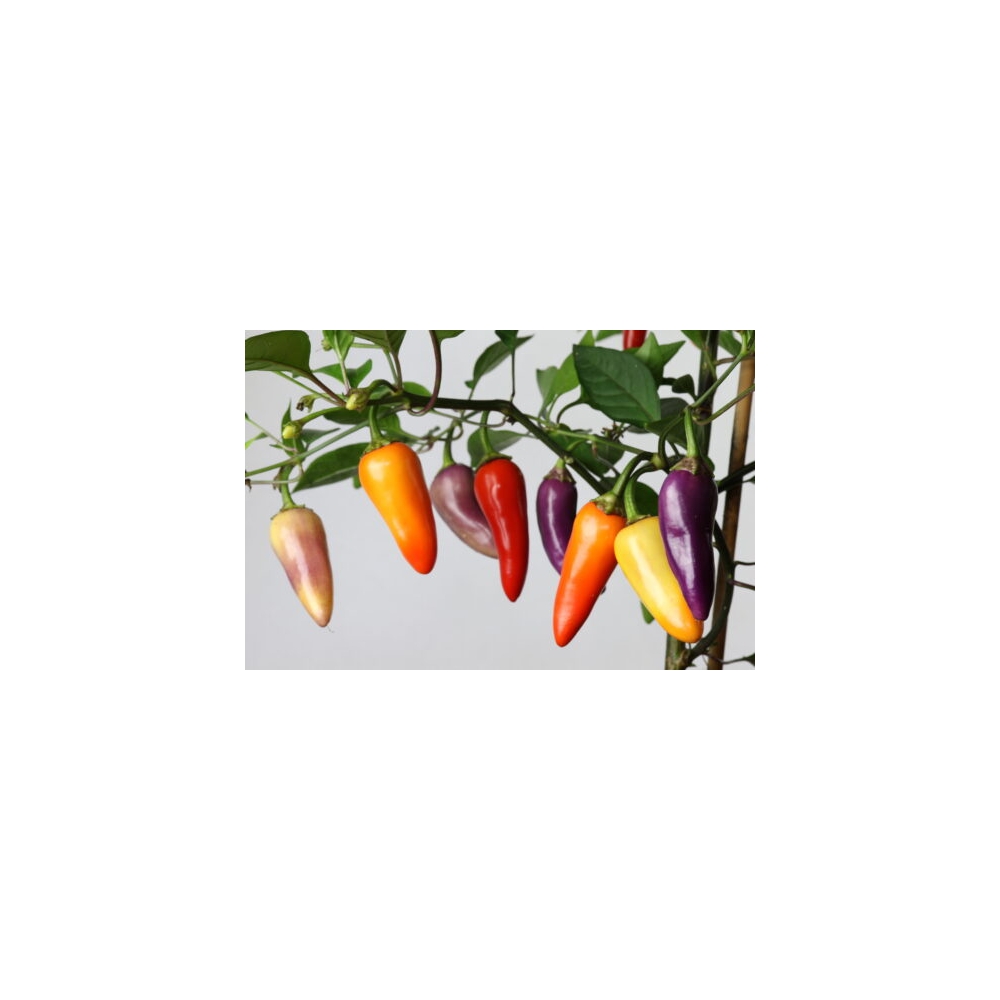 Greendoor Jalapeño Multicolor – Graines de piment