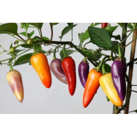 Greendoor Jalapeño Multicolor – Graines de piment