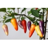 Greendoor Jalapeño Multicolor –  Chili Samen