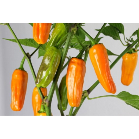 Greendoor Jalapeño Orange – Chili Seeds