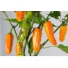 Greendoor Jalapeño Orange – Chili Seeds