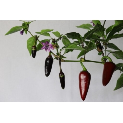 Greendoor Jalapeño Purple – Chili Seeds