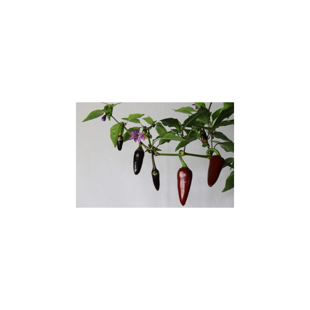 Greendoor Jalapeño Purple – Graines de piment
