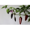 Greendoor Jalapeño Purple – Chili Seeds