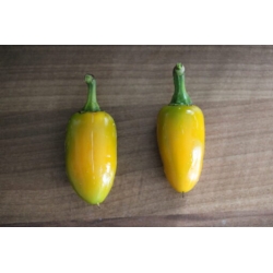 Greendoor Jalapeño Yellow –  Chili Samen