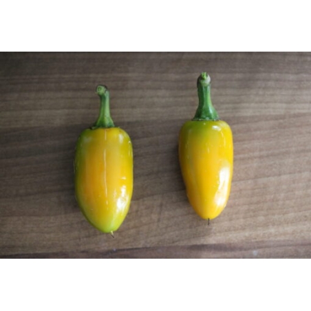 Greendoor Jalapeño Yellow –  Chili Samen