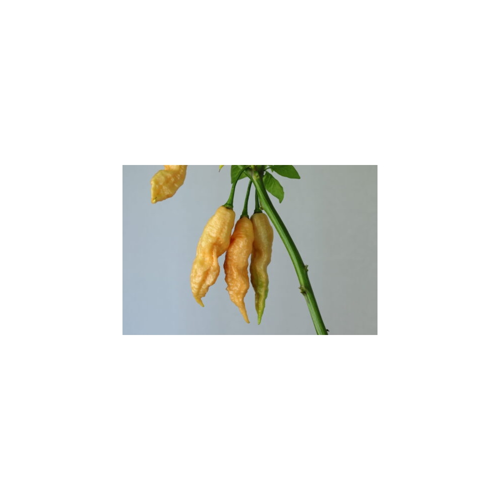 Greendoor Jay’s Peach Ghost Scorpion – Graines de piment