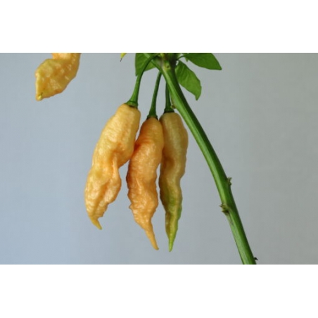Greendoor Jay’s Peach Ghost Scorpion – Graines de piment