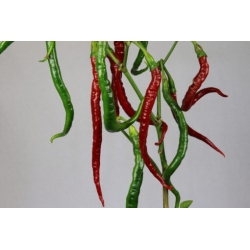 Greendoor Joe’s Long Cayenne – Graines de piment