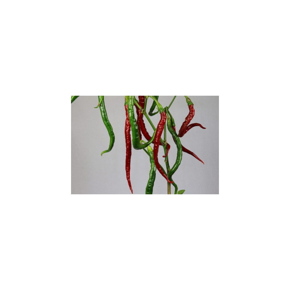 Greendoor Joe’s Long Cayenne –  Chili Samen